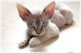 /album/fotogaleria/devon-rex-jpg/
